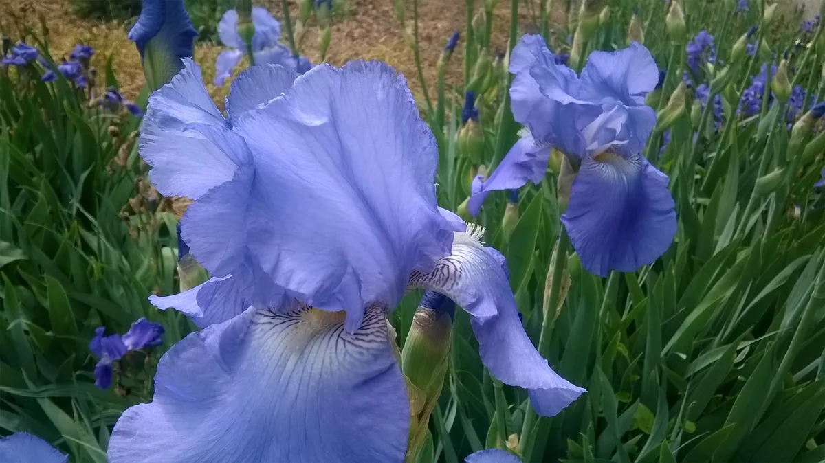 Ирис германский Harbor Blue Ирис германский Harbor Blue