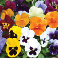 Виола крупноцветковая Селло Микс