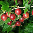 Крыжовник Красноплодный