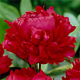Пион травянистый Ред Мэджик Пион травянистый Ред Мэджик