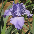 Ирис германский Sugar  Blues
