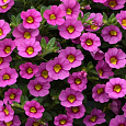 Калибрахоа Каблум Пинк