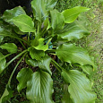 Хоста гибридная Get Nekkid Хоста гибридная Get Nekkid