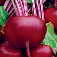 Свёкла столовая Витаминка