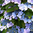 Гортензия крупнолистовая Блю Вейв