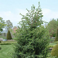 Можжевельник Hibernica Variegata Можжевельник Hibernica Variegata