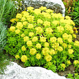 Седум гибридный Йеллоу
