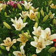 Лилия ла-гибрид Боллрум