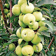 Яблоня колоновидная Гирлянда