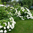 Гортензия метельчатая Прим Вайт