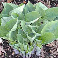 Хоста гибридная Tokudama