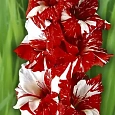 Гладиолус  Helvetia
