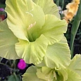 Гладиолус Green Star