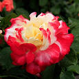 Роза чайно-гибридная Фоти Найнэ