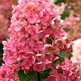 Гортензия метельчатая Tickled Pink