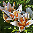 Лилия азиатская Ориндж Электрик