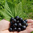 Смородина черная Мулатка