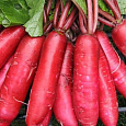 Редис Красный великан Редис Красный великан