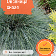 Овсяница сизая