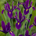 Ирис  Purple Sensation