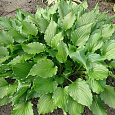 Хоста гибридная Stirfry
