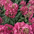 Гортензия метельчатая Diamant Rouge