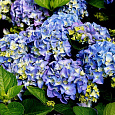 Гортензия крупнолистовая Эрли Блю