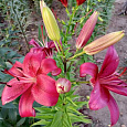 Лилия ОА-гибрид Новембер Рейн Лилия ОА-гибрид Новембер Рейн