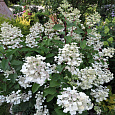 Гортензия метельчатая Darlido