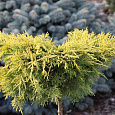 Можжевельник средний Кинг оф Спринг