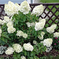 Гортензия метельчатая Шуга Раш