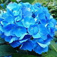 Гортензия крупнолистовая Романс Блю