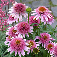 Эхинацея пурпурная Баттерфляй Киссес