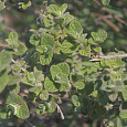 Душица (Орегано) сирийская Zaatar