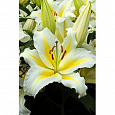 Лилия восточная горшечная Люция