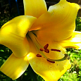 Лилия трубчатая Йеллоу Планет
