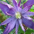 Клематис гибридный Cecile