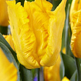 Тюльпан Попугайный Yoko Parrot Тюльпан Попугайный Yoko Parrot