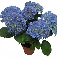Гортензия крупнолистовая Адриа Блю