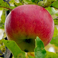 Яблоня Красное раннее