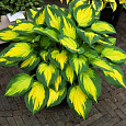 Хоста Гибридная Forbidden fruit