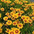 Кореопсис Пампкин Пай