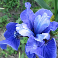 Ирис сибирский Ego