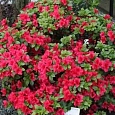 Азалия японская Toreador