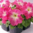 Петуния грандифлора Лимбо Джи Пи	Салмон Морн
