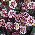 Аквилегия (Водосбор) Winky Double Red and White