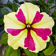 Петуния гибридная Софистика лайм биколор