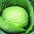 Капуста белокочанная СБ 3 F1 Капуста белокочанная СБ 3 F1