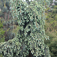 Ель колючая Glauca Pendula