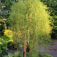 Акация желтая Валкер